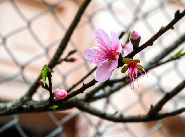 Trước Tết 2 tuần: Đào rừng đổ bộ phố Thủ đô, thét giá chục triệu